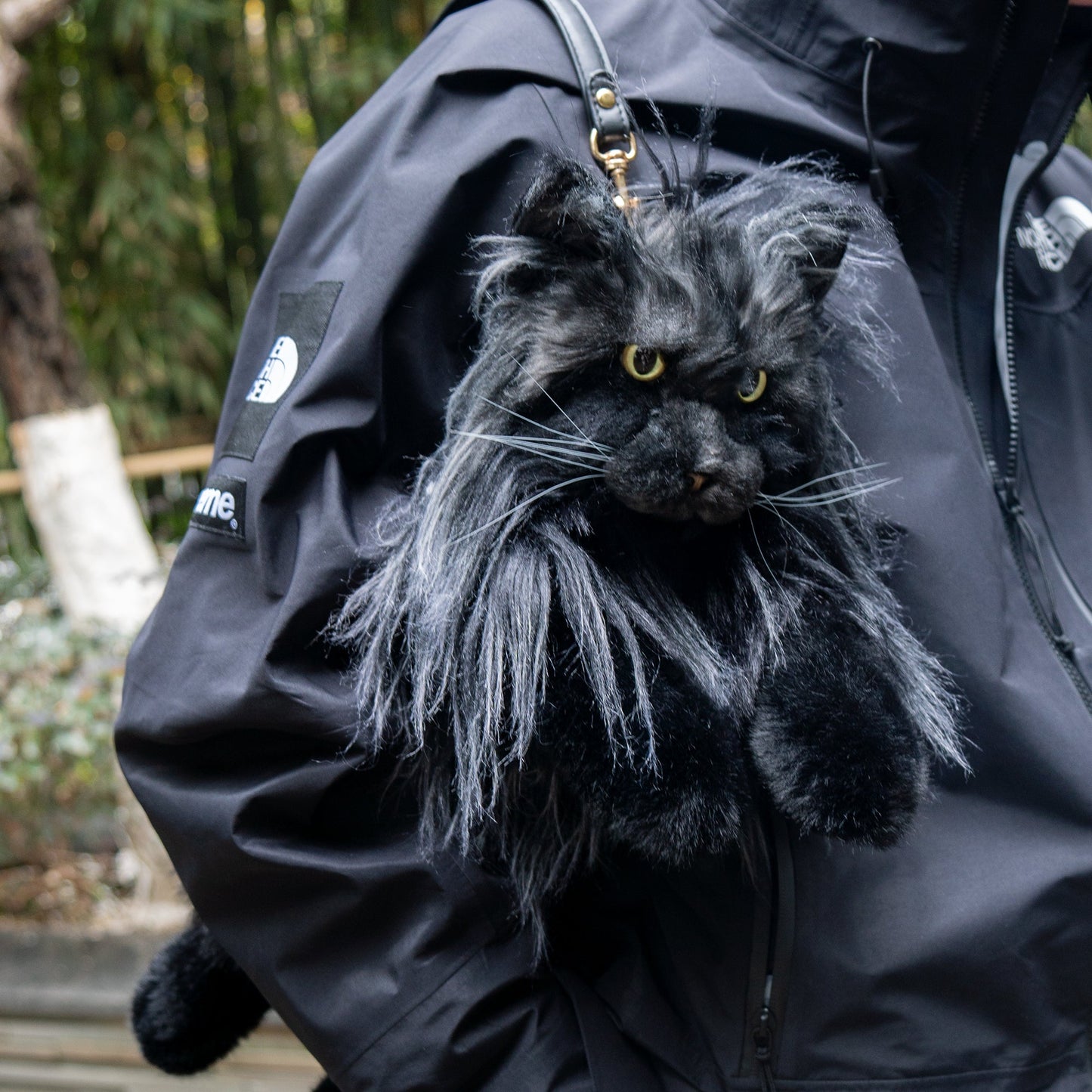 Sac à dos pour chat Maine Coon